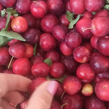 Cherry plums picking