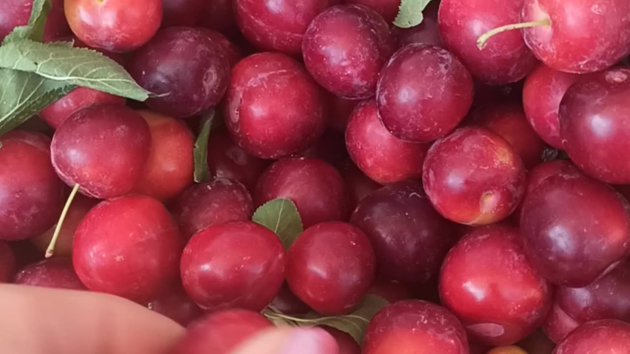 Cherry plums picking