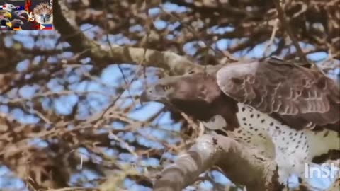 Eagle attack wild animals life