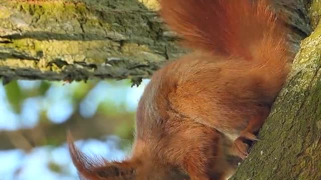 Chipmunk eating on a tree branches