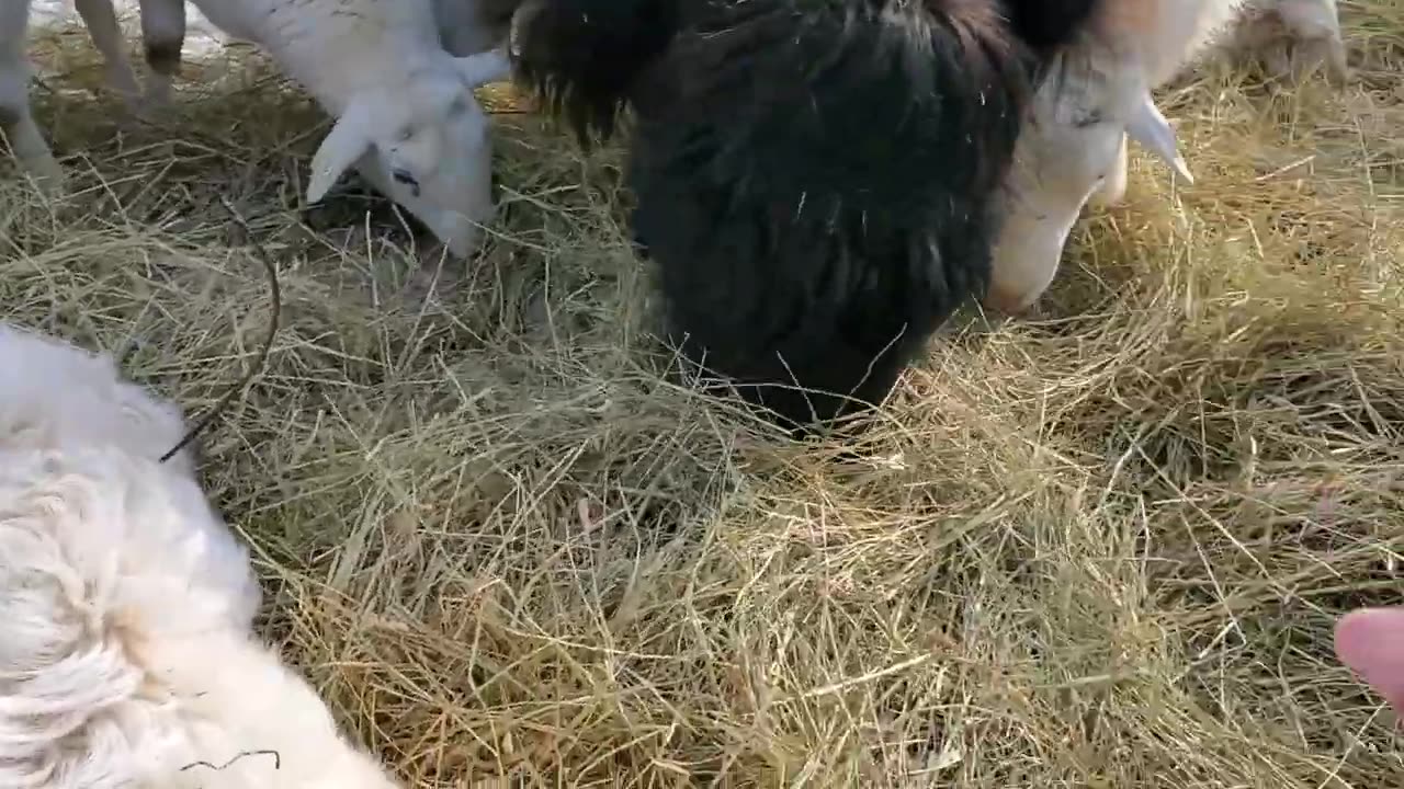 Training Livestock Guardian Pups to Sheep & A Turn of Good Weather.