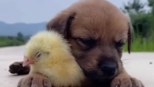 Cute Dog Plays With Little Chick