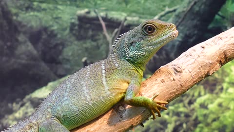 Water Dragon lizard chinese video