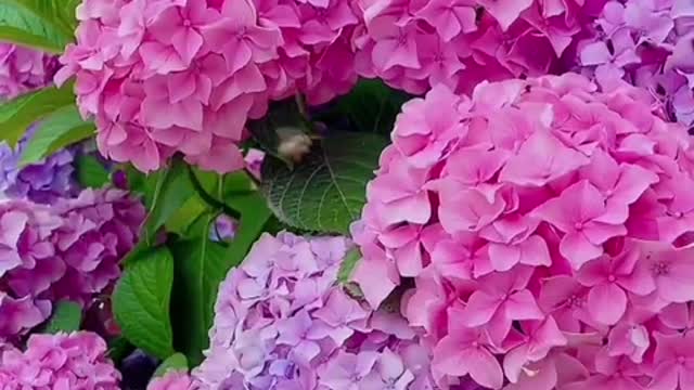 beautiful flowers in nature