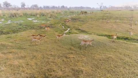 4 ~~ Animals of Africa 4K - Scenic Relaxation Film With Calming Music