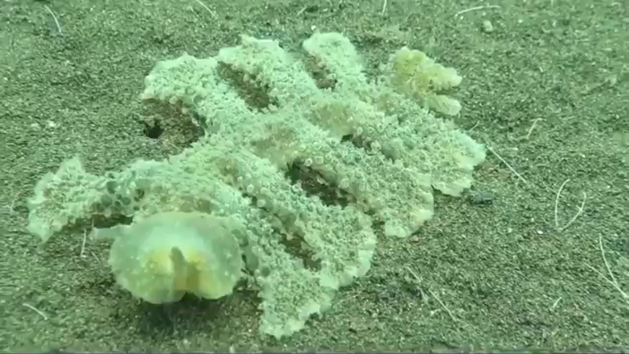 The wonders of the sea never end. Watch the sea slug.