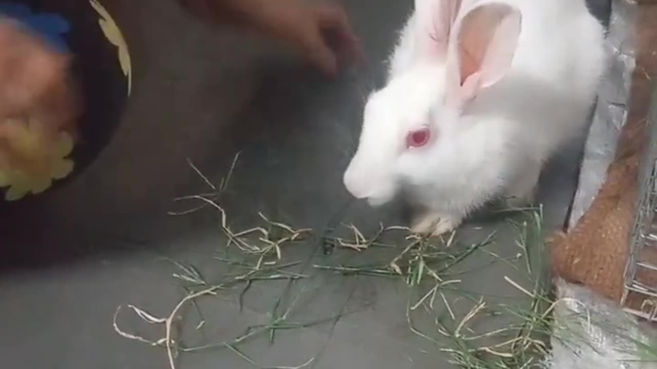 #cute #rabbit #bunny #pets #animals #funny #inmygarden