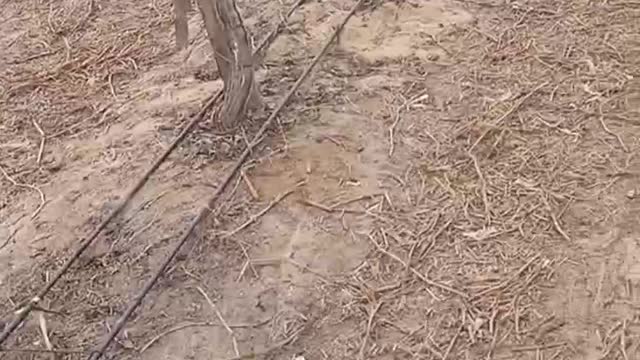 Pruning grape trees