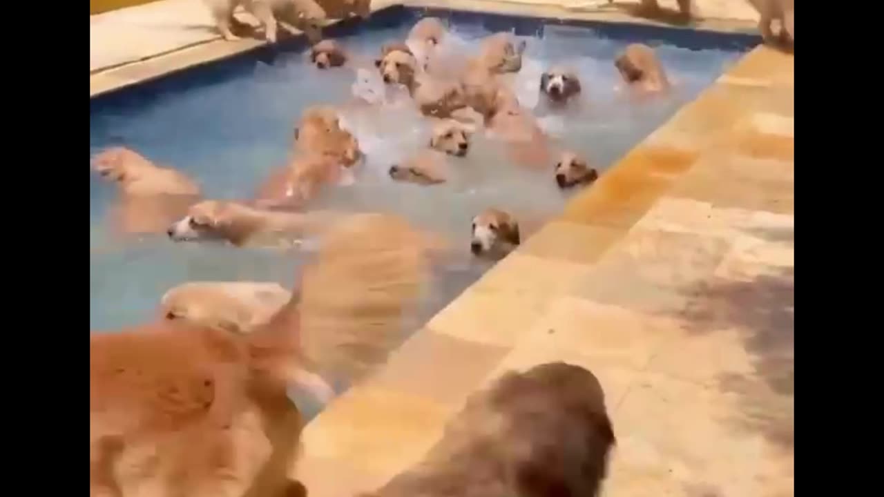 Pool party