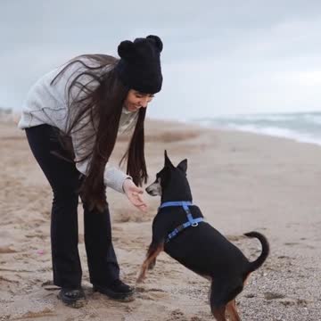 Chicken VS Dog Fight - Funny Dog Fight Videos