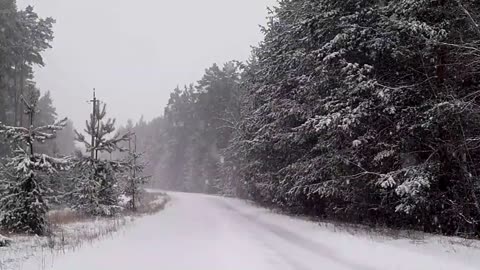 "Whispers of Winter: Capturing the Magic of Snowfall"