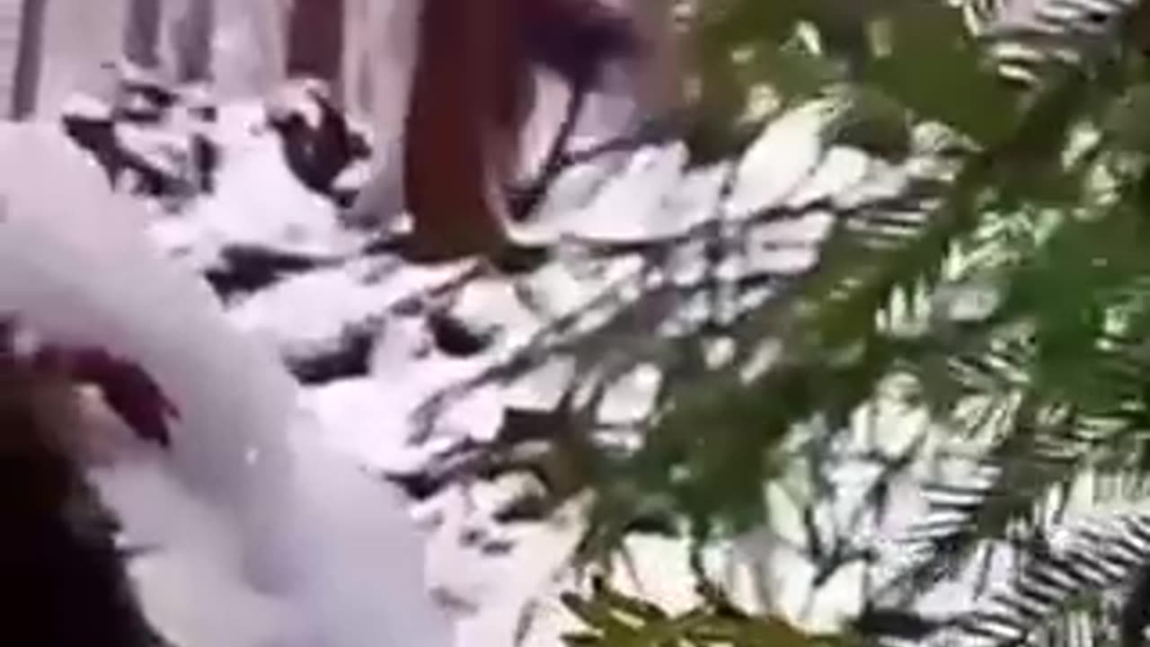 BIG FOOT GOES CRAZY AND ATTACKS RUSSIAN HIKERS