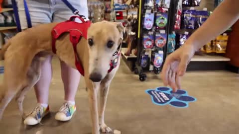 Buying world's fastest dog everything she touches