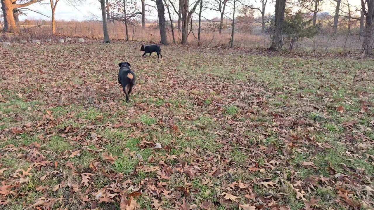 Heidi and Bo out and about 😃 walking the back acreage. Www.midwestrotties.com