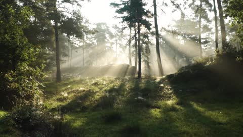 Peaceful Nature - Short pan of beautiful forest