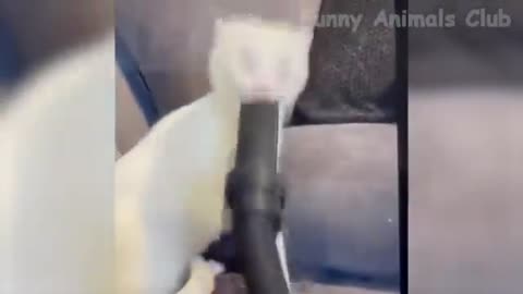 Funny Animal Videos 2022 - Funniest Cats And Dogs Videos #24