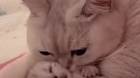 Hey Cat lovers #cat 😻💖🐶 Cute kitten hugs puppy #shorts #pets #cats #puppy #dog