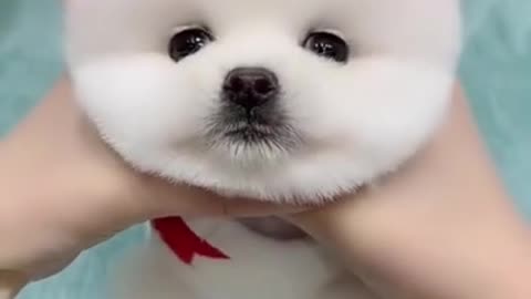 cute puppy