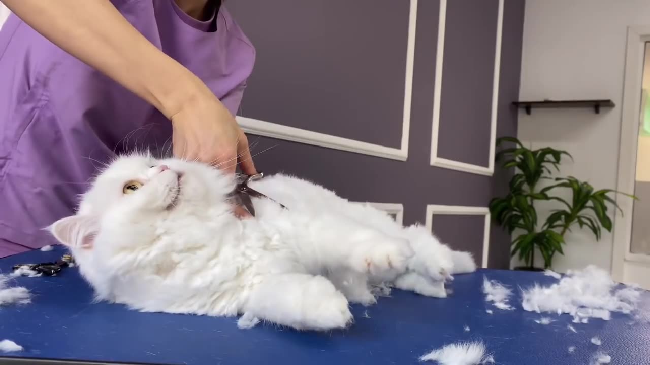 OMG!!! CUT MY HAIR! 😤 bathing and grooming angry cat ❤😾