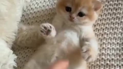 Cute cat says no #short