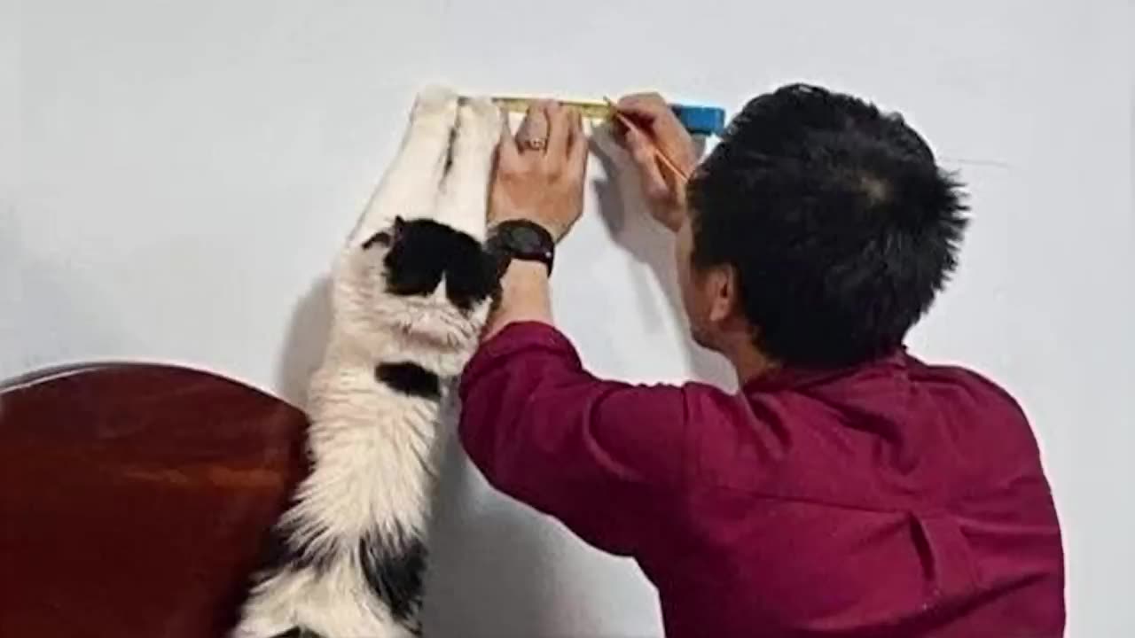 Funny and cute cat and owner videos | comedy jackpot