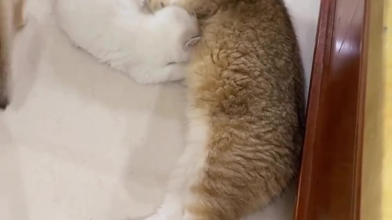 Cat happy family😍