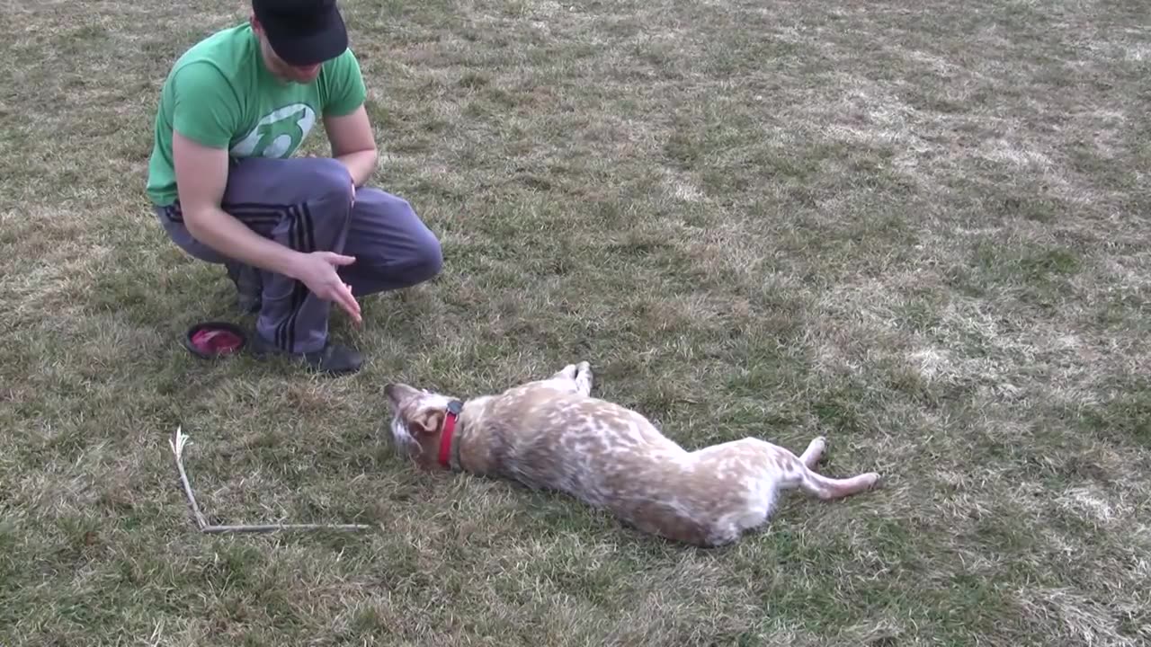 Training a Dog Tricks to be in a Movie