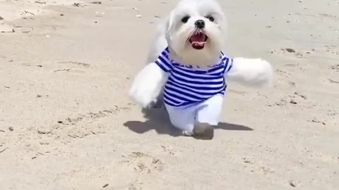 Funny cute dog 😅😅