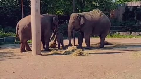 cute elephants