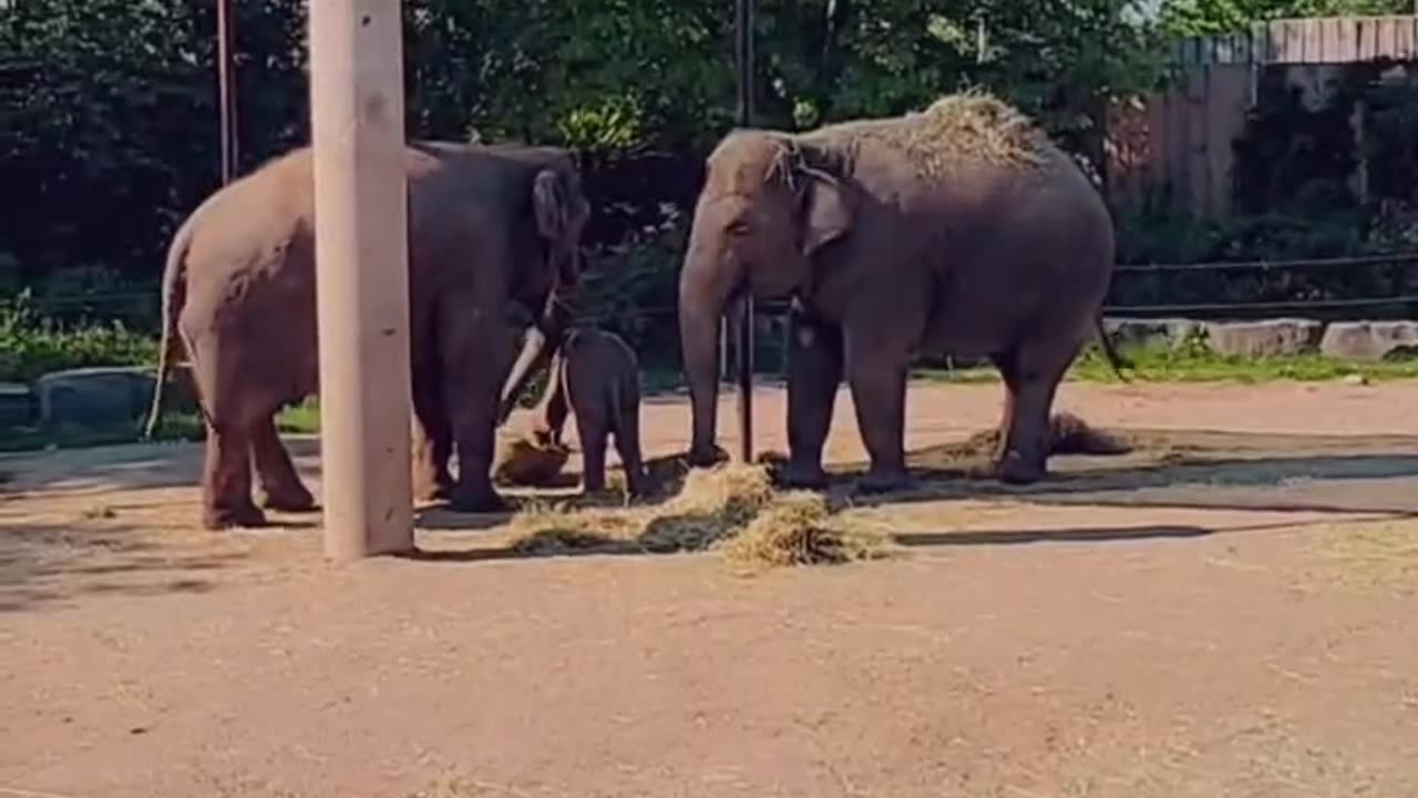 cute elephants