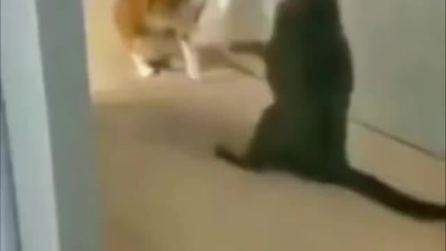 Funny cat's video 2022