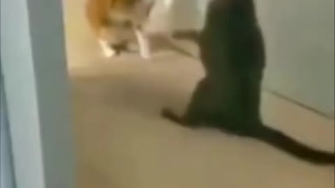 Funny cat's video 2022