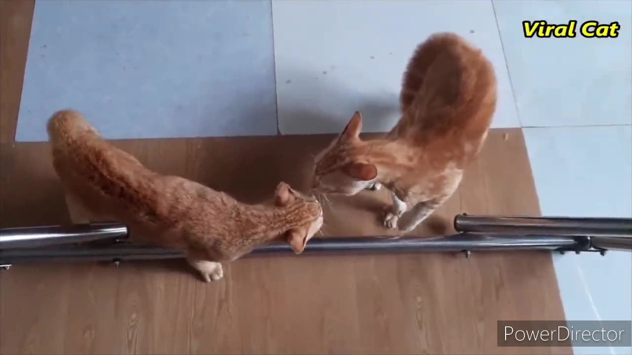 Two cute cats fighting on floor q