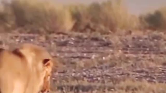 Male Lion Vs Honey Badger Fight.