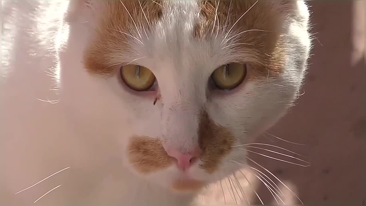 My Cats Vs Intruder Cats