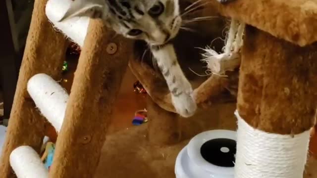 My kitten trained me to play catch!