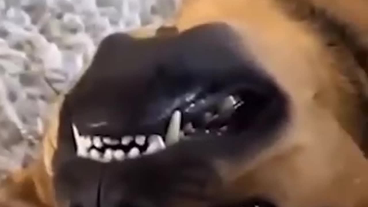 Funniest_Animals_cat & DOGS &, more_Videos_Will_Make_You_Laugh_#24_-_Funny_Animal_Videos2023