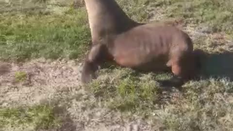 A seal after it crossed a busy Cape Town intersection