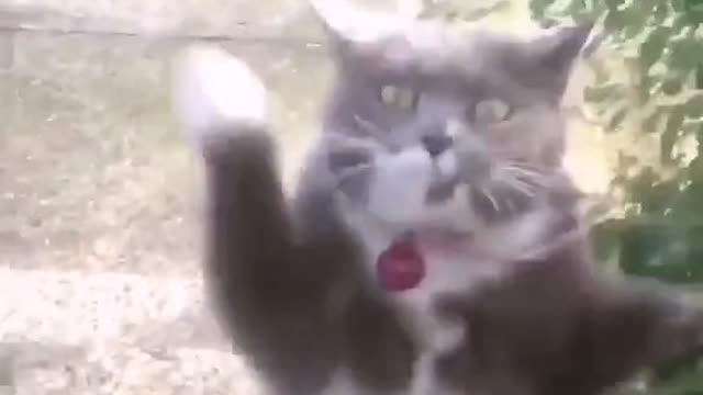 Кіт танцює