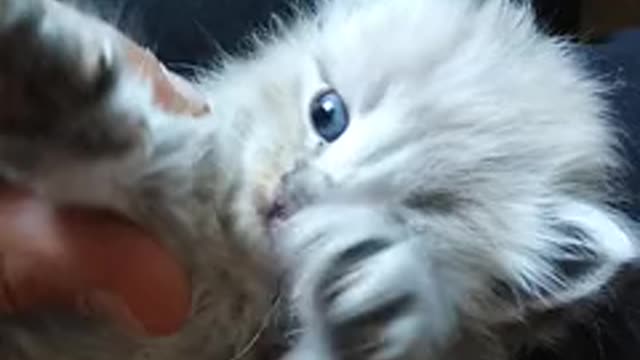 Very funny cat, funny cat