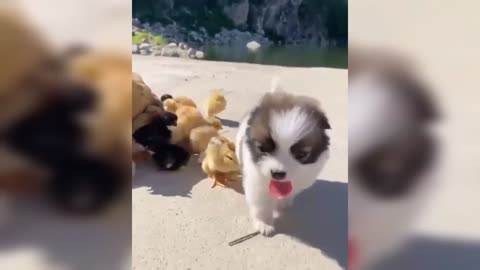 Cute puppy playing