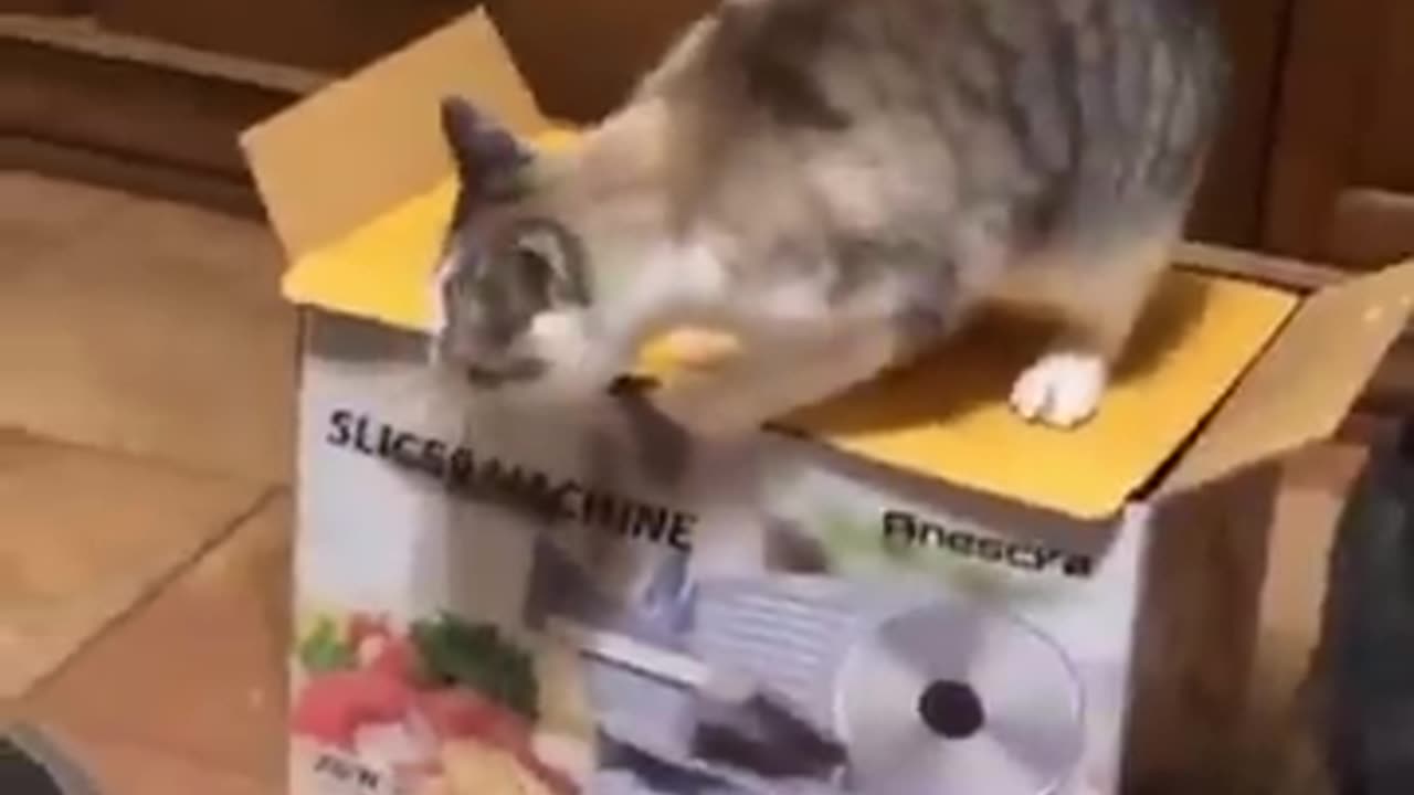 Fun of 🐈 cat 😺😺