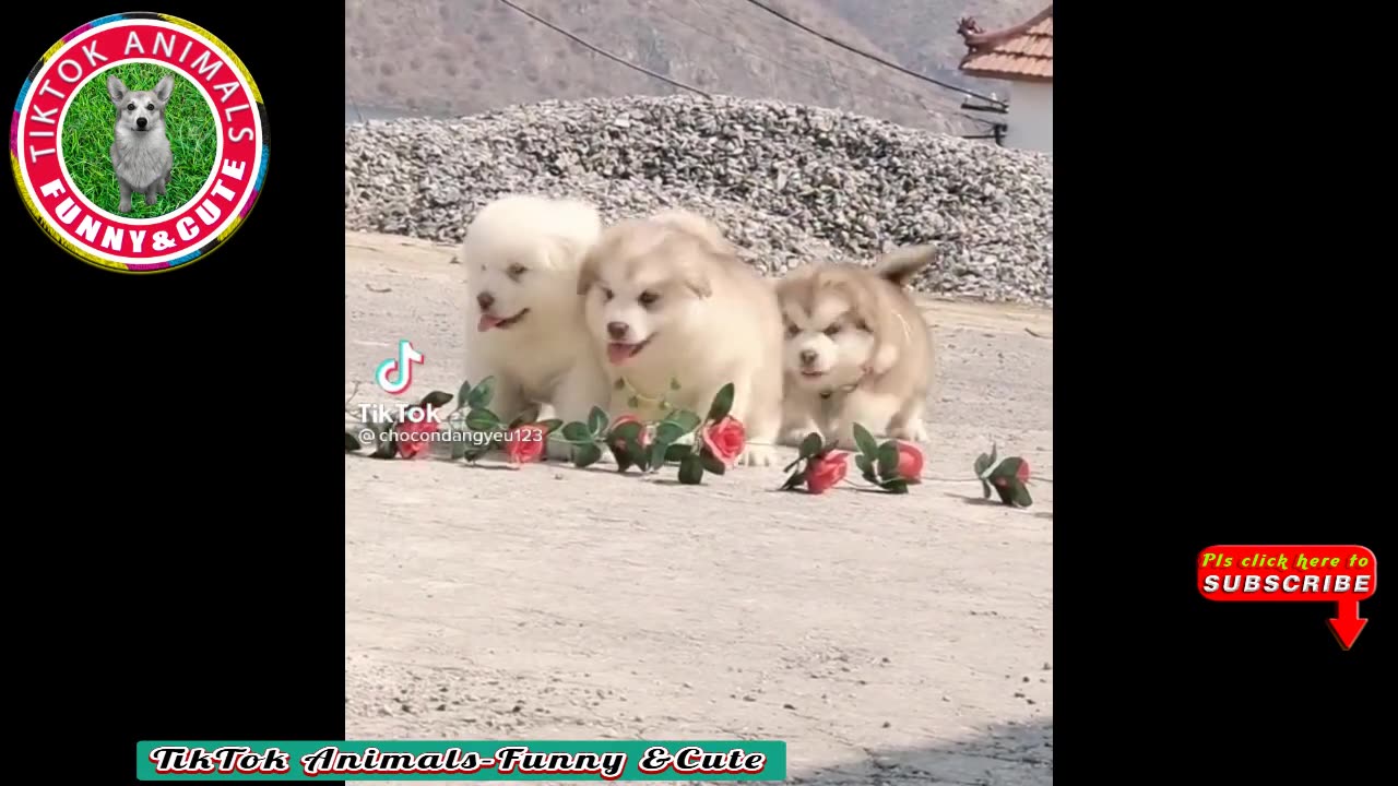 Best funny video