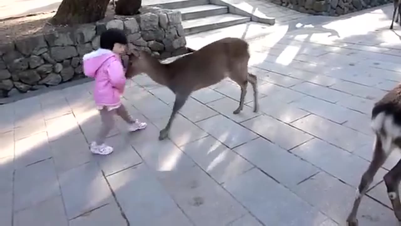 Little Girl Playing With Animal