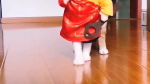 Cats have become people