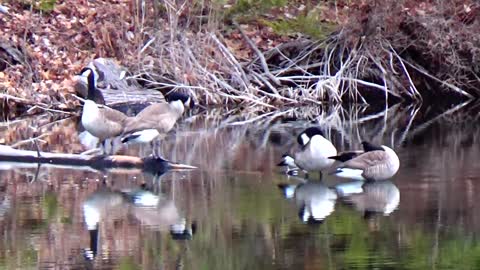 Canada Geese