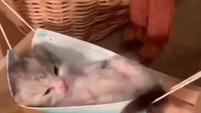 Gatinho bebê dormindo na rede