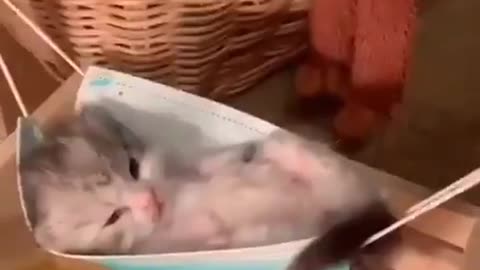 Gatinho bebê dormindo na rede