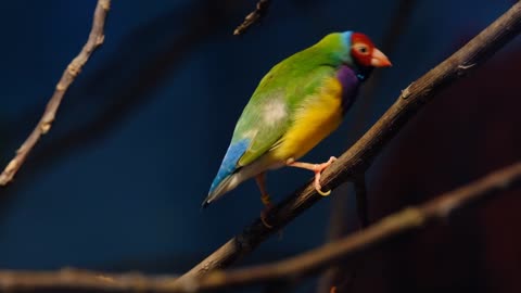Bird
