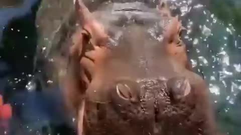 Animal funny